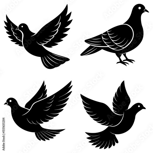 Four black pigeons isolated on white background are flying around