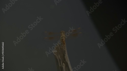 Dragonfly on the water background 