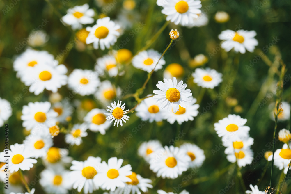 Fresh real daisy flowers, blossoms, growing in green meadow grass on a warm sunny spring summer day Fresh real daisy flowers, blossoms, growing in green meadow grass on a warm sunny spring summer day
