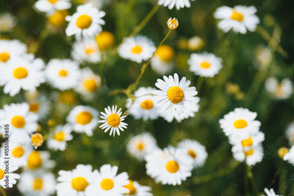 Fresh real daisy flowers, blossoms, growing in green meadow grass on a warm sunny spring summer day Fresh real daisy flowers, blossoms, growing in green meadow grass on a warm sunny spring summer day