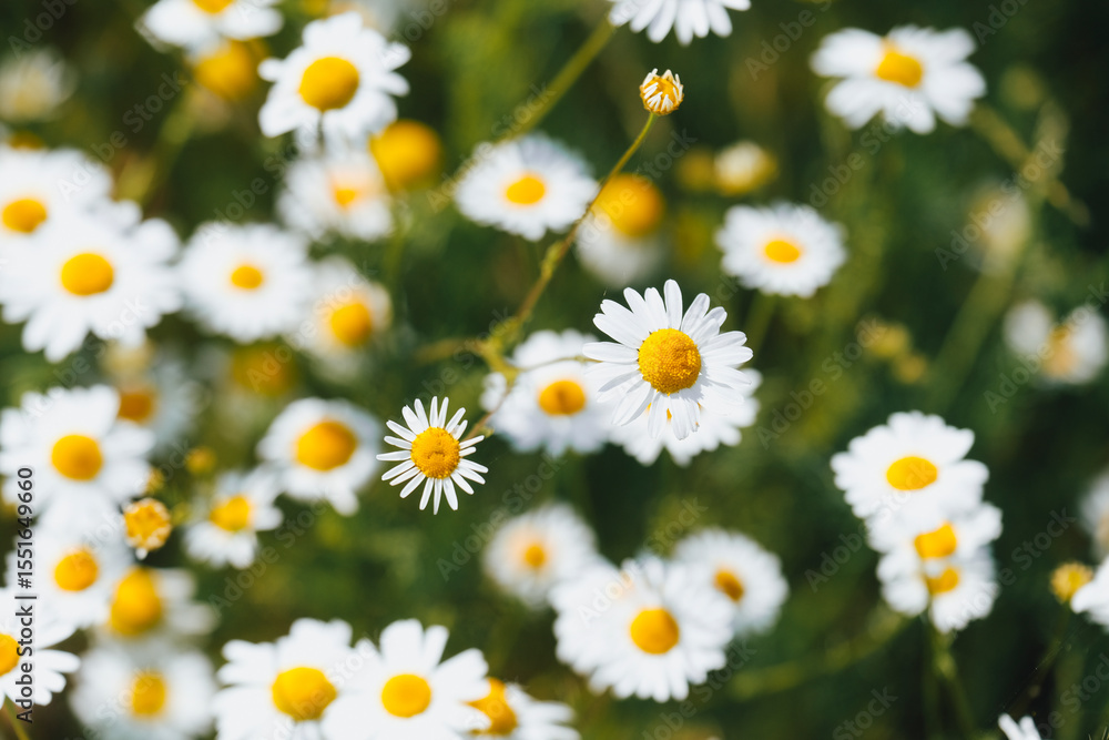 Fresh real daisy flowers, blossoms, growing in green meadow grass on a warm sunny spring summer day Fresh real daisy flowers, blossoms, growing in green meadow grass on a warm sunny spring summer day