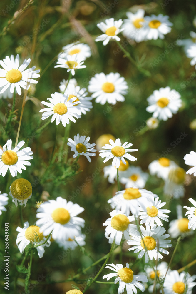Fototapeta premium Fresh real daisy flowers, blossoms, growing in green meadow grass on a warm sunny spring summer day