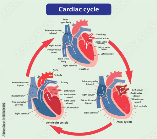 Adobe Illustrator Artwork infographics design template with arrows Cardiac Cycle