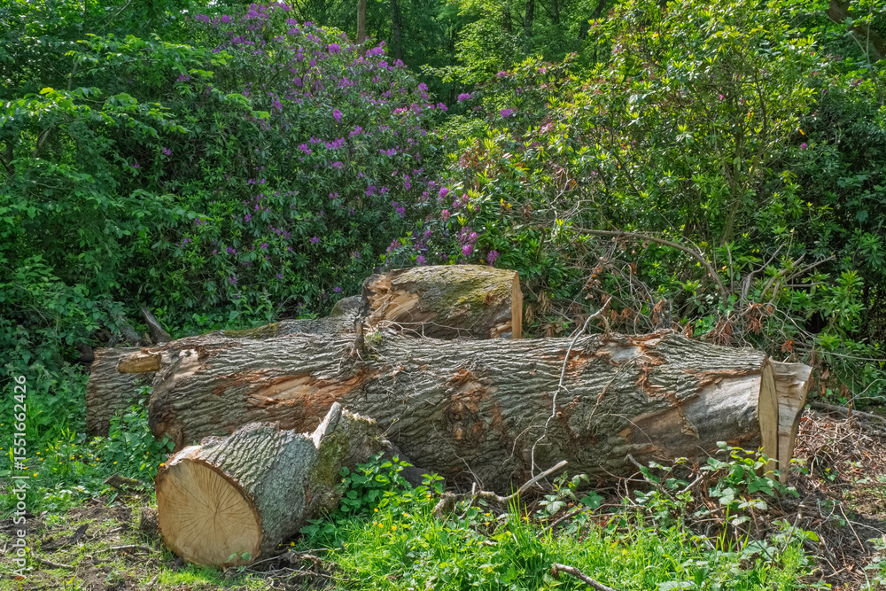 A cut down sweet chestnut tree left to rot in the natural environment. A cut down sweet chestnut tree left to rot in the natural environment.