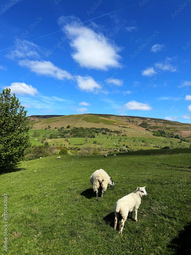 Fototapeta premium Sheep and lamb grazing on a lush green pasture in the Peak District, with rolling hills and blue sky in the background. England, UK.