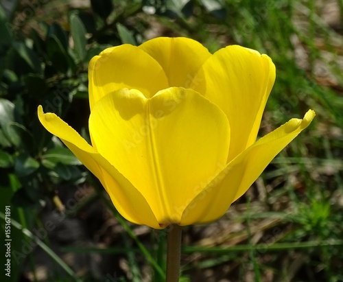 黄色いチューリップ