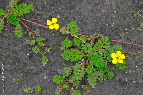 Summer. Pawtidae gooseneck, or goosefoot Latin Potentilla anserina with yellow flowers spreads on the ground. View from above