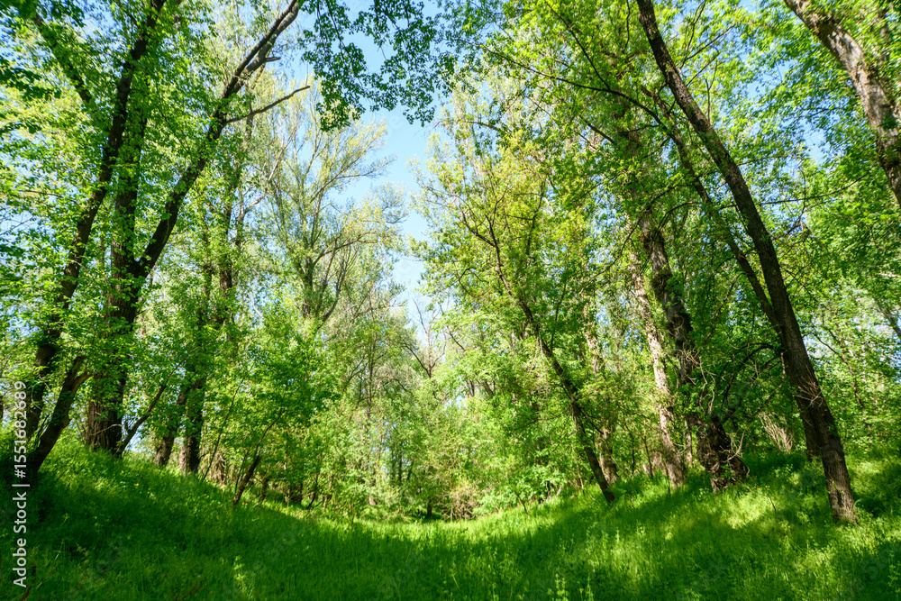 Fototapeta premium Beautiful spring landscapes in green forest with bright sunlight shining through leaves of trees onto grass.