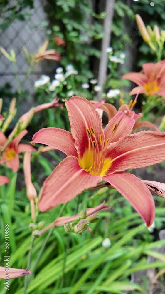 red lily. Watering beautiful red lily flower on black background. Close-up of sprays water on flowers Lily. Care of home plants. Beautiful flowers day lily opening. Blooming of lily flowers red lily. Watering beautiful red lily flower on black background. Close-up of sprays water on flowers Lily. Care of home plants. Beautiful flowers day lily opening. Blooming of lily flowers