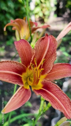 red lily. Watering beautiful red lily flower on black background. Close-up of sprays water on flowers Lily. Care of home plants. Beautiful flowers day lily opening. Blooming of lily flowers