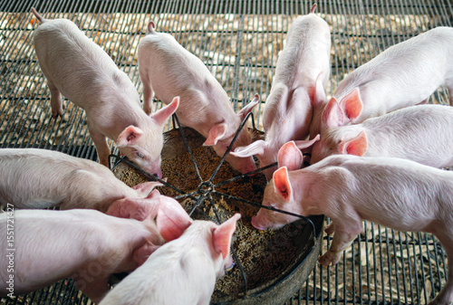 Piglet at pigsty. Pig farm. Group of piglet at animal farm. Feeding pigs