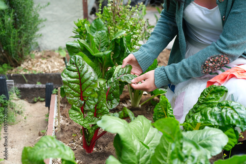 Asian woman checking the leaf of ruby red Swiss chard in the garden.