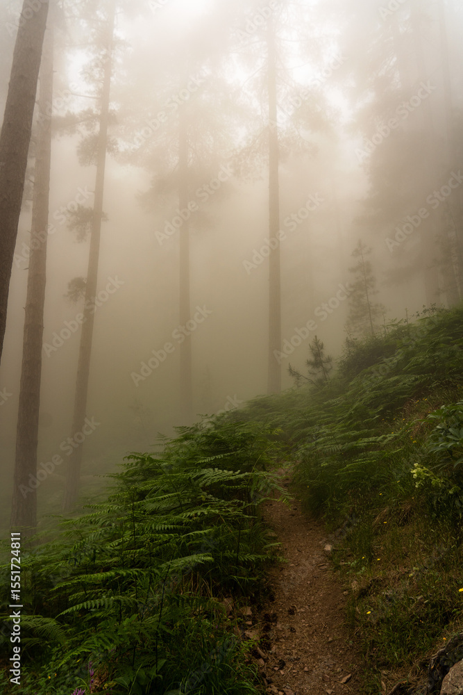 Obraz premium fog in the forest