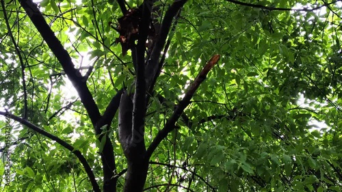 A View of Sandalwood Tree (Santalum Album) with Dark Brown Branches and Leaves During Rainy Season