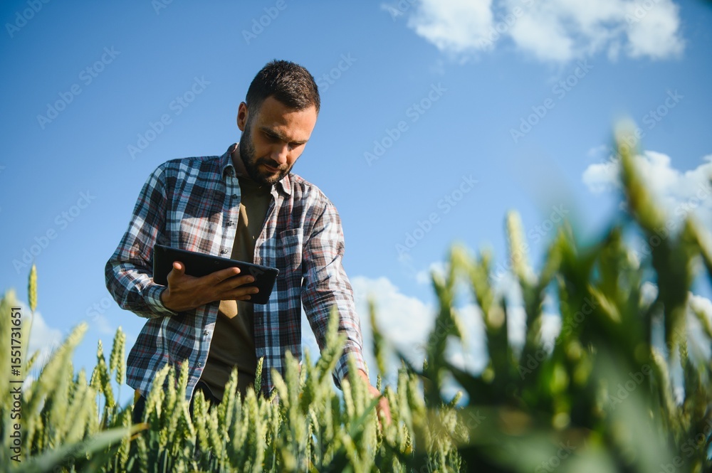 Portrait of young farmer standing in a green wheat field at sunset Portrait of young farmer standing in a green wheat field at sunset
