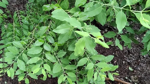 A View of Sandalwood Tree (Santalum Album) with Dark Brown Branches and Leaves During Rainy Season