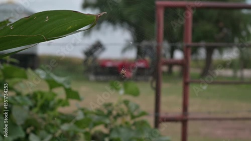 Tela de araña entre plantas en el campo