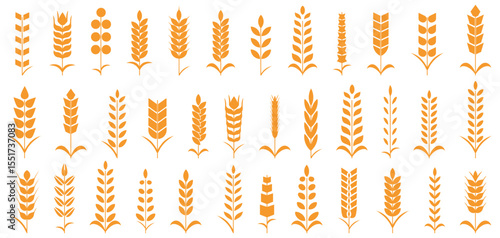 Wheat spike and rye ears collection. Set of black wheat icon. Barley spike or corn ear collection