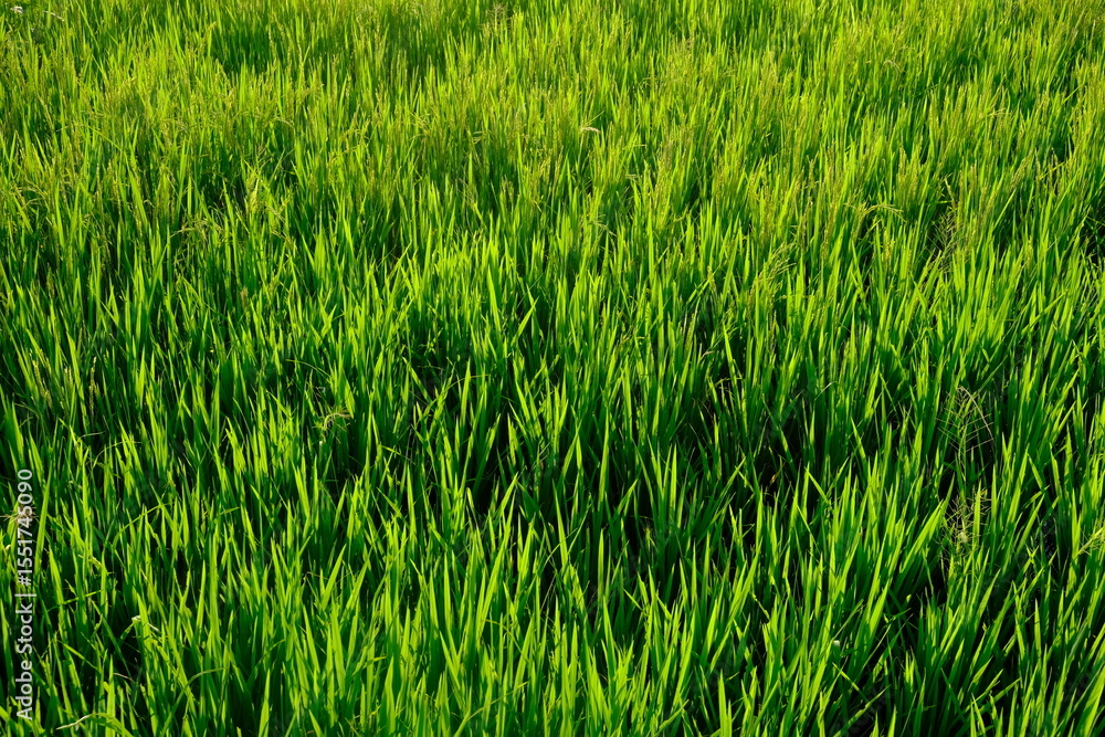 Obraz premium glistening rice stalks in the sun. rice in fertile rice fields in the tropics. luminous green. rice is the staple food of most Asians. oryza sativa. fertile grains. 