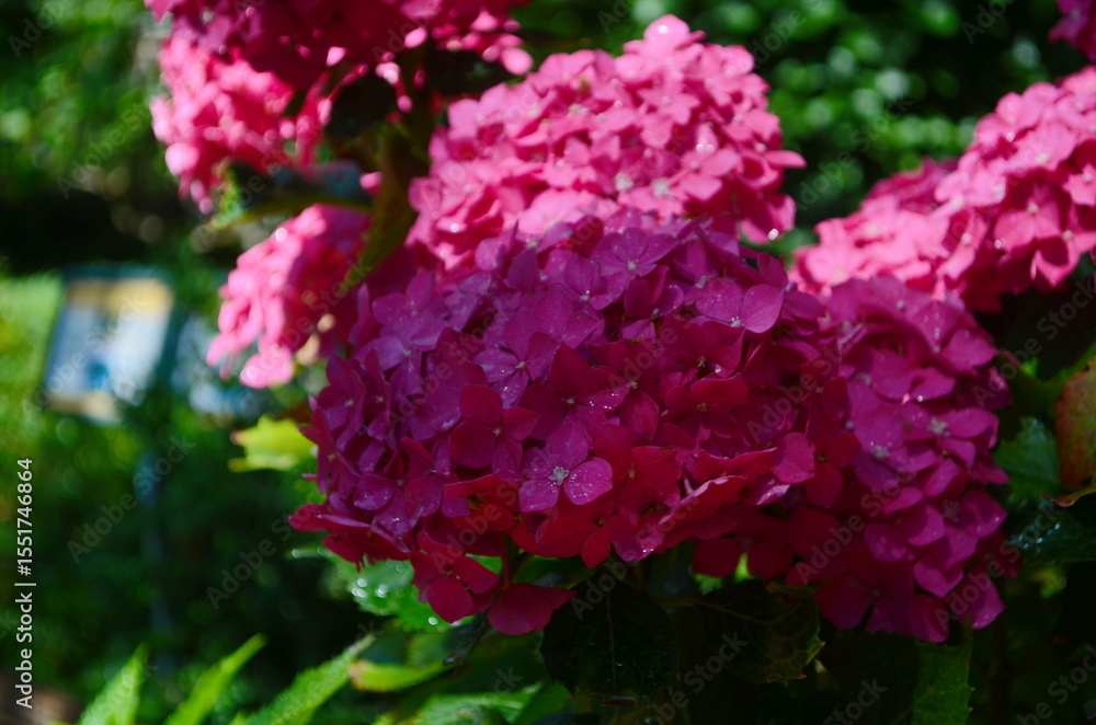 Blooming large pink hydrangea flowers in a flower bed sprinkled with small white pebbles. In the background, a decorative white picket fence. Blooming large pink hydrangea flowers in a flower bed sprinkled with small white pebbles. In the background, a decorative white picket fence.