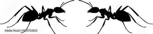 Two black ant silhouettes with slender legs, poised on white background vector illustration	

 