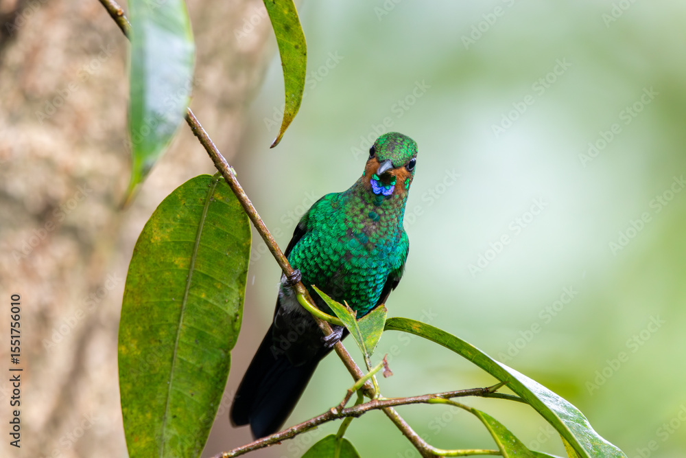 Obraz premium A Green-crowned Brilliant in Costa Rica