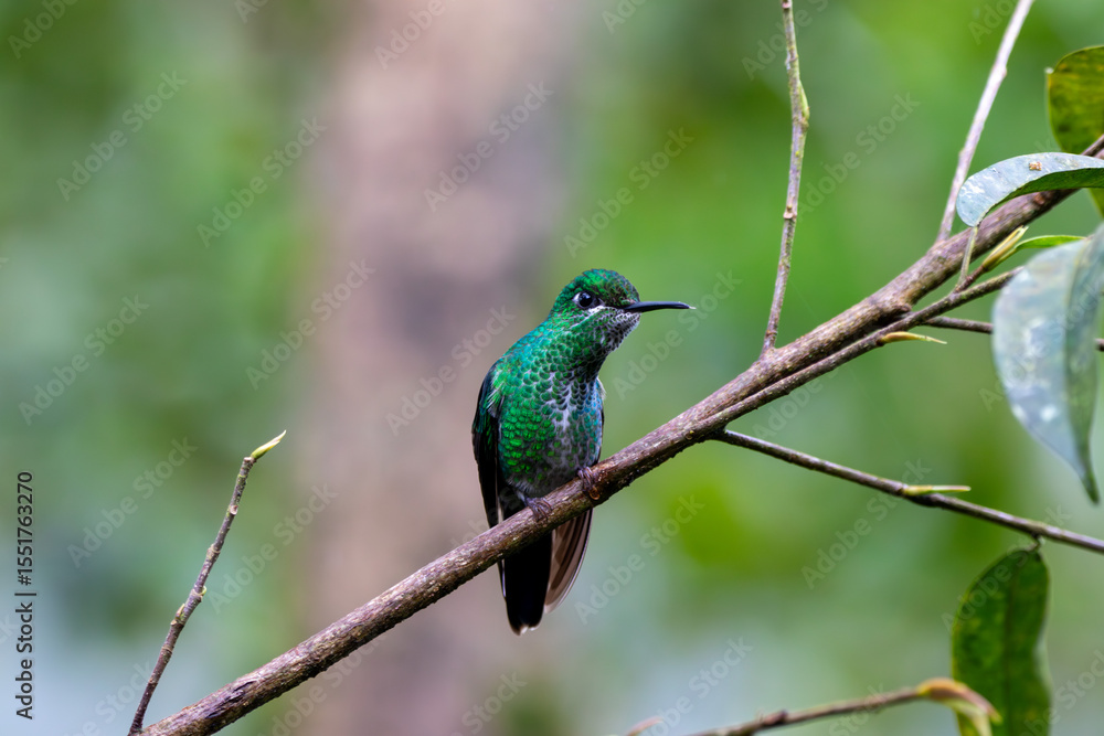 A Green-crowned Brilliant in Costa Rica A Green-crowned Brilliant in Costa Rica