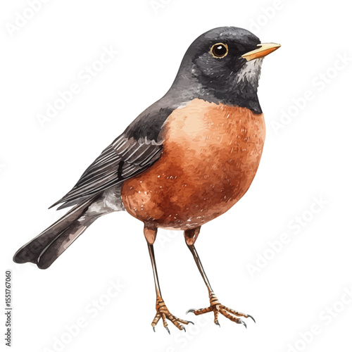 Robin Close Up, watercolor drawing vector, isolated on a white background.