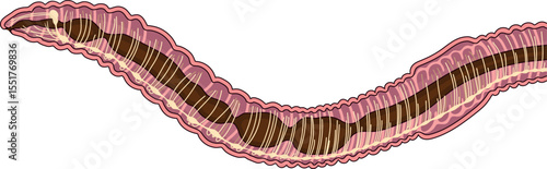 Scheme of nervous system of earthworm for biology lesson