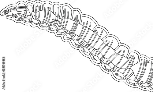 Coloring page with scheme of nervous system of earthworm for biology lesson