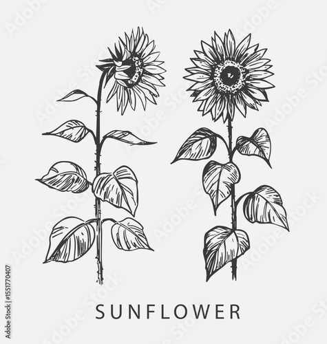 Sketch of sunflower. Hand drawn outline converted to vector.