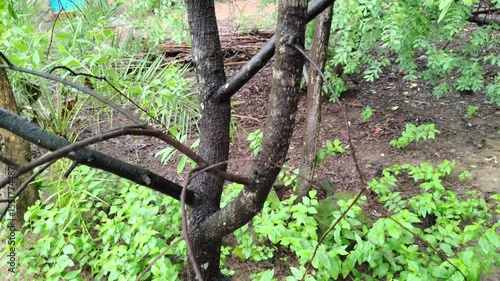 A View of Sandalwood Tree (Santalum Album) with Dark Brown Branches and Leaves During Rainy Season