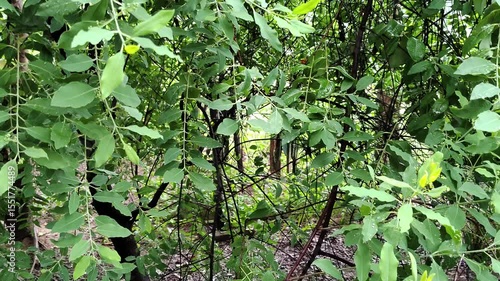 A View of Sandalwood Tree (Santalum Album) with Dark Brown Branches and Leaves During Rainy Season