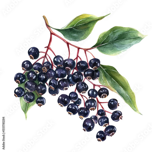 watercolor of Ripe Elderflower Berries, vector, isolated on a white background.