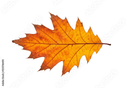 Wallpaper Mural Isolated Transparent Background of Single Orange Oak Autumn Leaf Torontodigital.ca