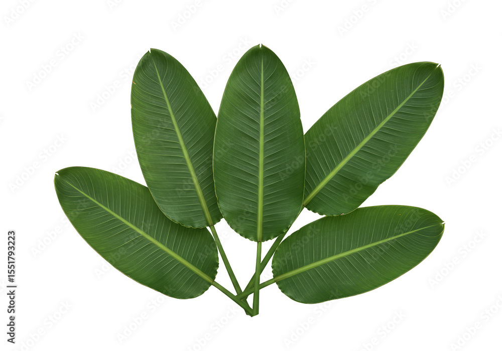 Fototapeta premium Isolated Transparent Background Tropical Green Banana Leaf Plant Illustration