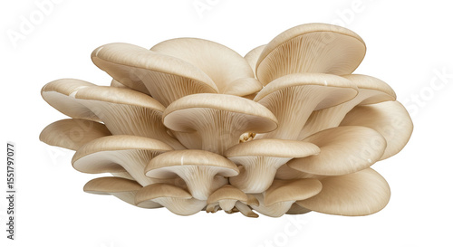 Oyster Mushroom Fungi Food Pile Healthy Raw Transparent Background