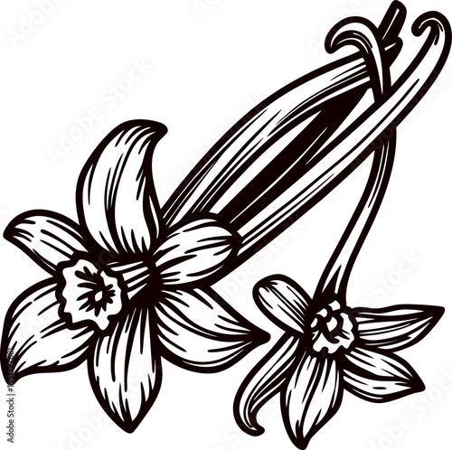 Hand drawn vanilla flower and pods illustration in vintage engraving on white background
