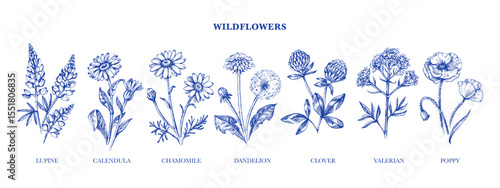 Hand drawn sketch wildflowers set. Vector illustration of medical herbs and flowers
