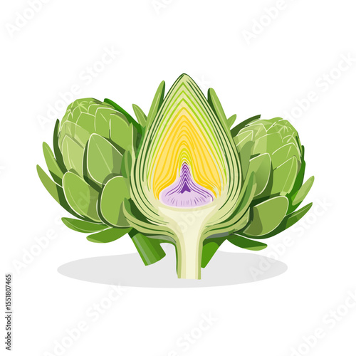 Artichoke cut in half, vector illustration perfect for recipes or nutritional content