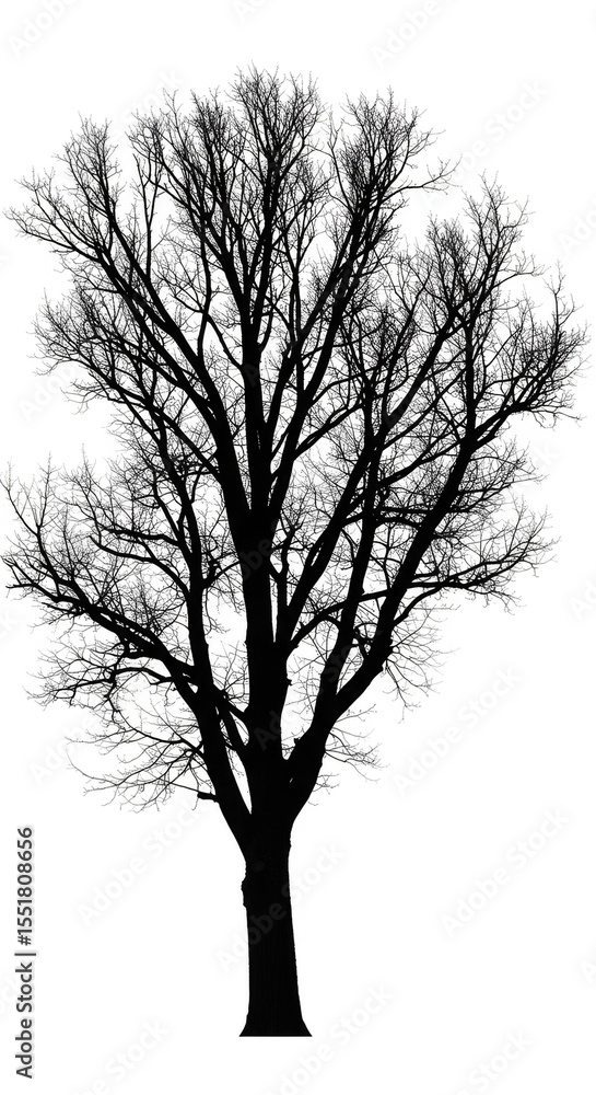 Silhouette Tree Isolated Transparent Background Branch Plant Nature Silhouette Tree Isolated Transparent Background Branch Plant Nature