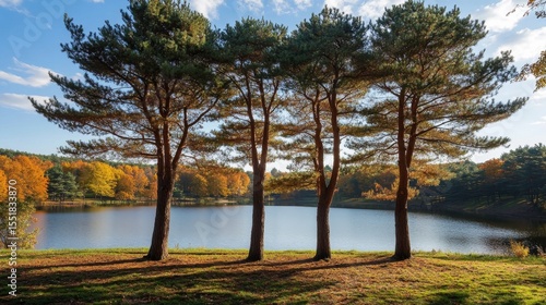 Large pines near fall lake, composite image.