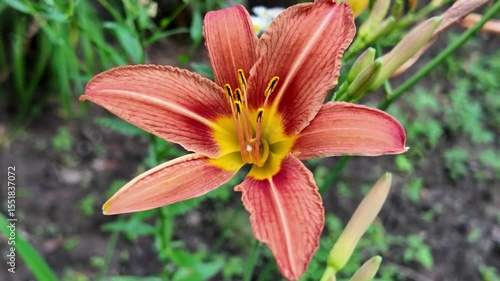 red lily. Watering beautiful red lily flower on black background. Close-up of sprays water on flowers Lily. Care of home plants. Beautiful flowers day lily opening. Blooming of lily flowers