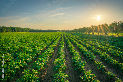 Potato cultivation field in Maremma at sunset. Castagneto Carducci, Tuscany, Italy