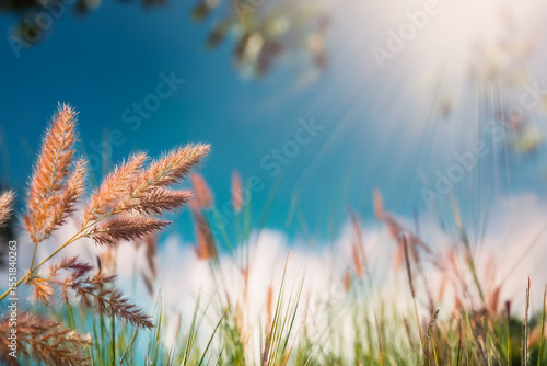 the image conveys a feeling of peace, natural beauty, and perhaps a touch of mystery. It's a snapshot of a moment when nature's simple elements—light and foliage—combine to create a visually stunning 
