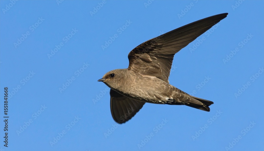 Obraz premium Close up photo of a swiftlet flying against a blue sky background