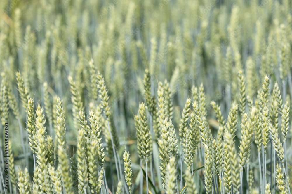 Closeup view of a lush wheat field with green ears of wheat, showing agricultural abundance. Closeup view of a lush wheat field with green ears of wheat, showing agricultural abundance.