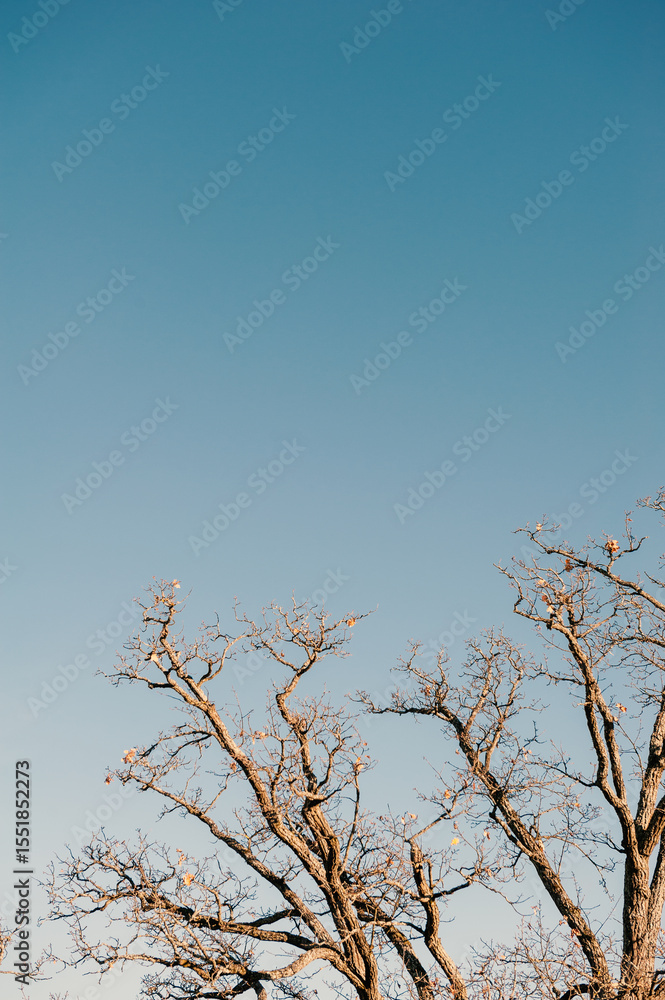 Obraz premium Minimalist autumn scene captures seasonal stillness with bare tree branches against a clear blue sky