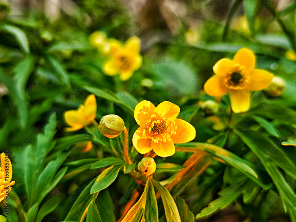 Fototapeta premium Bright yellow flowers bloom in a vibrant garden during springtime near a serene natural setting
