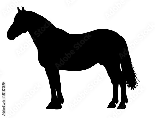Baise horse in silhouette pure white background.